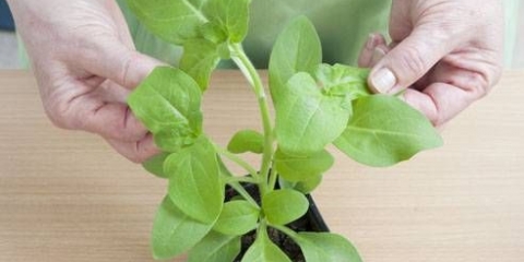 Sadnice petunije ispružene: šta učiniti